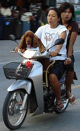 Spaniel on Motorbike, Phuket town Thailand