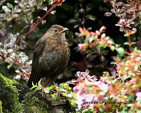 Female Blackbird Winkleigh.