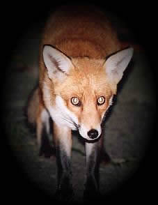 Urban Fox London.