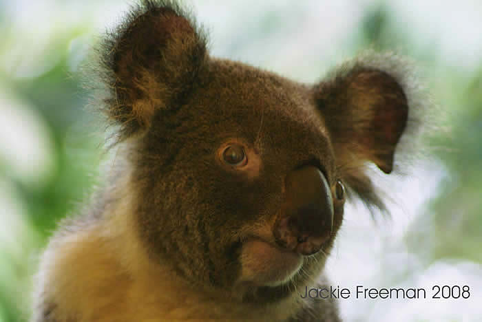 Queensland Koala  Cairns, Australia.