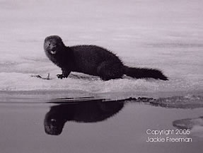 Mink  Qu’Appelle Valley Saskatchewan