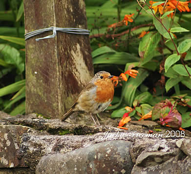 Young Robin Clovelly Devon.
