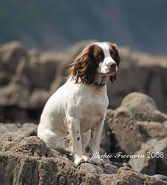 Springer Spaniel Devon.