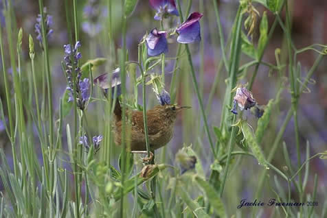  Wren in the Lavender, Winkleigh.