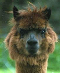 Alpaca,  North Vancouver. 
