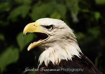 Bald Eagle Ontario Canada.