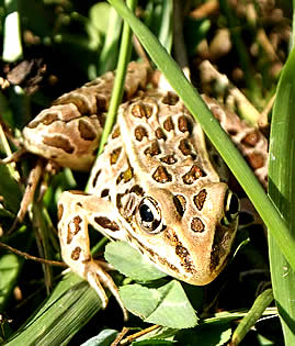 Wood Frog Ontario Canada.