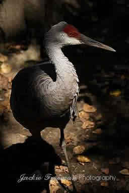 Red Crested Crane.